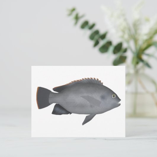 Victoria Tilapia Briefkaart (Staand voorkant)