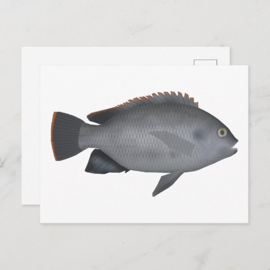 Victoria Tilapia Briefkaart (Voorkant / Achterkant)