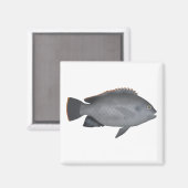 Victoria Tilapia Magneet (Voorkant / Achterkant)