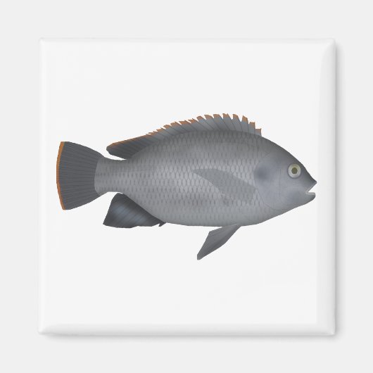 Victoria Tilapia Magneet (Voorkant)