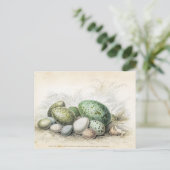 Victoriaans afdrukken van diverse vogeleieren briefkaart (Staand voorkant)