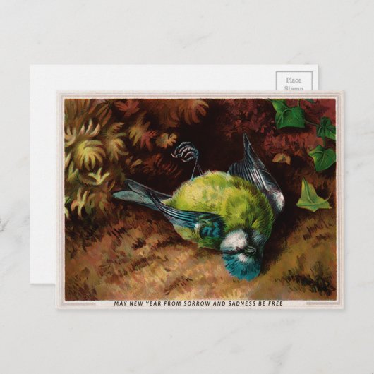 Victoriaans Briefkaart met dode vogels (Voorkant / Achterkant)