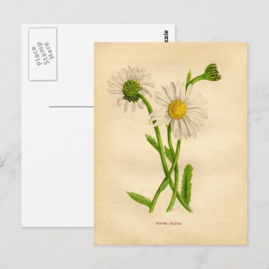 Victoriaans-Daisy-onderzoek Briefkaart (Voorkant / Achterkant)