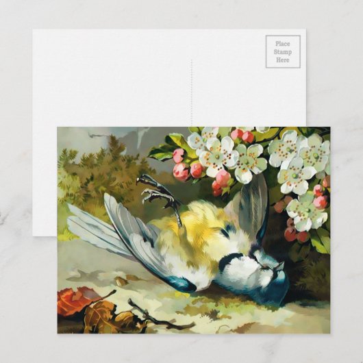 Victoriaans Dead Bird Briefkaart (Voorkant / Achterkant)