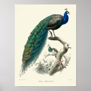  Victoriaans ERA Peacock Pavo Cristatus Art Poster