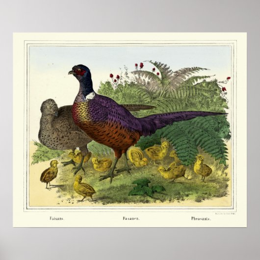  Victoriaans Era Pheasant Familie Poster (Voorkant)