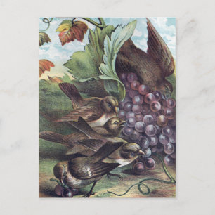 Victoriaans illustratie vogels en druiven briefkaart
