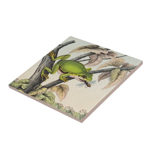 Victoriaans kikker eet vliegen Tegeltje (Zijkant)