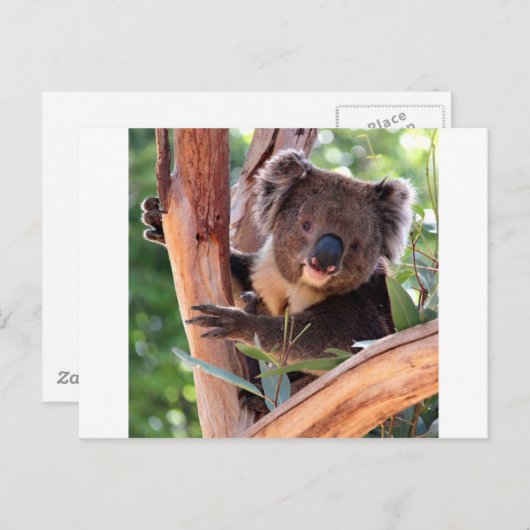 Victoriaans Koala Briefkaart (Voorkant / Achterkant)
