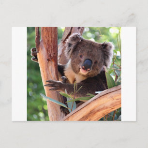 Victoriaans Koala Briefkaart