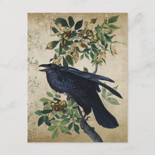  Victoriaans ontbinding van Raven - Gothic Realm Informatiekaartje (Voorkant)