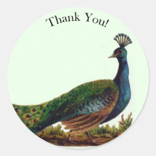  Victoriaans Peacock dank u Ronde Sticker