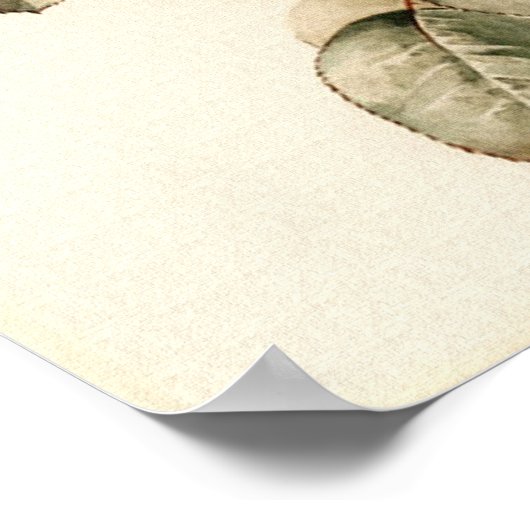  Victoriaans Romantische Rozen Poster (Hoek)