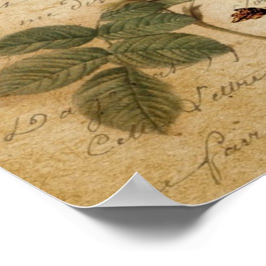 Victoriaans Roos Parijs Scripts franse vogelbotani Poster (Hoek)