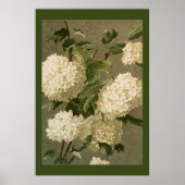 Victoriaans Style White Hydrangea Flowers Poster (Voorkant)
