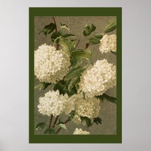 Victoriaans Style White Hydrangea Flowers Poster