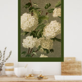 Victoriaans Style White Hydrangea Flowers Poster (Keuken)