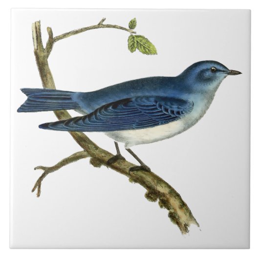  Victoriaans tijdperk 1825 Blauwvogelkunst Tegeltje (Voorkant)