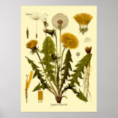 Victoriaans tijdperk 1887 Dandelion botanische ku Poster (Voorkant)
