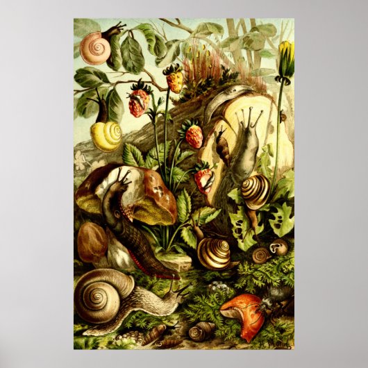 Victoriaans tijdperk 1890 slakken Poster (Voorkant)