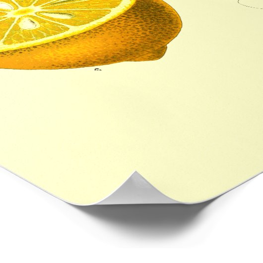 Victoriaans tijdperk Lemon Botanische illustratie Poster (Hoek)
