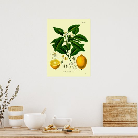  Victoriaans tijdperk Lemon Botanische illustratie Poster (Keuken)