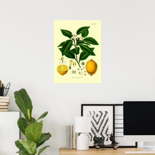  Victoriaans tijdperk Lemon Botanische illustratie Poster (Thuiskantoor)