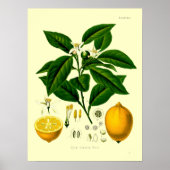  Victoriaans tijdperk Lemon Botanische illustratie Poster (Voorkant)