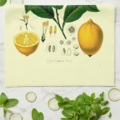  Victoriaans tijdperk Lemon Botanische illustratie Theedoek (Gevouwen)