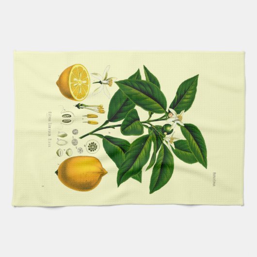  Victoriaans tijdperk Lemon Botanische illustratie Theedoek (Horizontaal)
