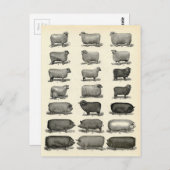 Victoriaans uitwerpen van varkens en schapen briefkaart (Voorkant / Achterkant)