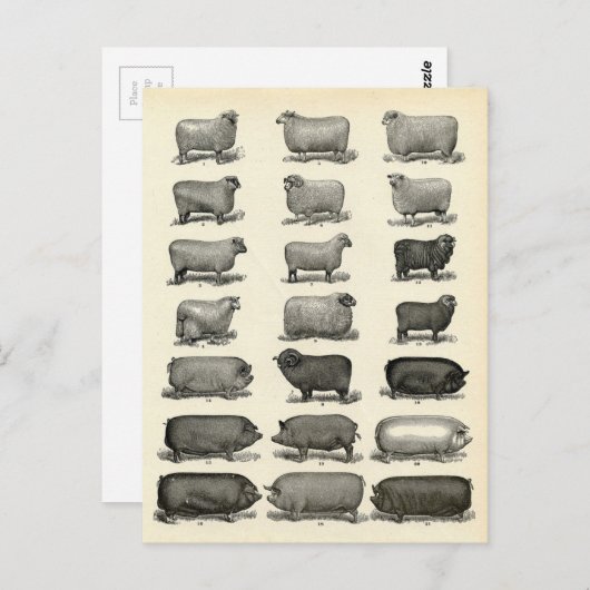 Victoriaans uitwerpen van varkens en schapen briefkaart (Voorkant / Achterkant)