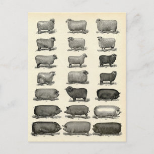 Victoriaans uitwerpen van varkens en schapen briefkaart