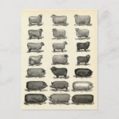 Victoriaans uitwerpen van varkens en schapen briefkaart (Voorkant)