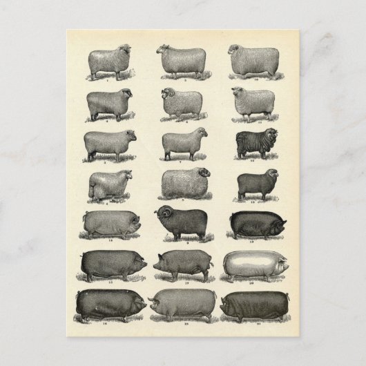 Victoriaans uitwerpen van varkens en schapen briefkaart (Voorkant)