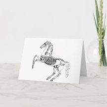 Victoriaanse paardenskeletillustratie
