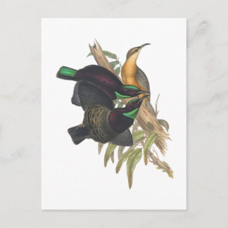 Victoria's Rifle Bird Briefkaart