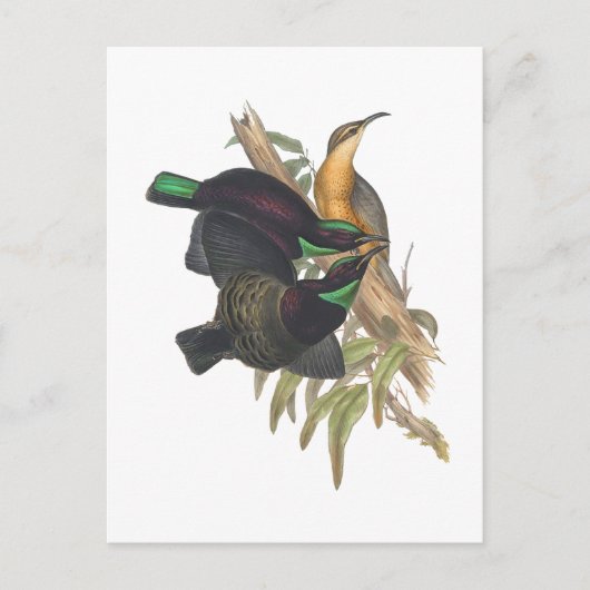 Victoria's Rifle Bird Briefkaart (Voorkant)