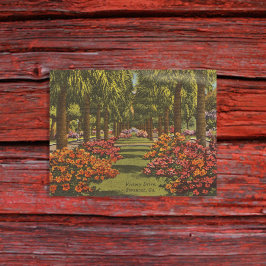 Victory Dr Azalea's Palmbomen Savannah GA retro Briefkaart