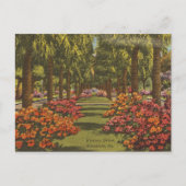 Victory Dr Azalea's Palmbomen Savannah GA retro Briefkaart (Voorkant)