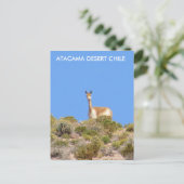 Vicuna Atacama woestijn, Chili Briefkaart - vertic (Staand voorkant)