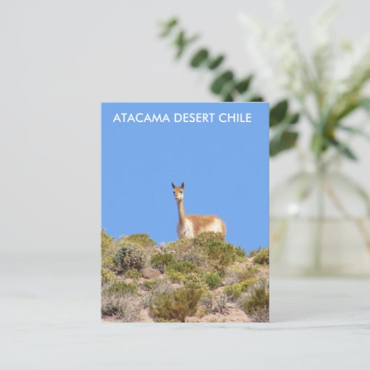Vicuna Atacama woestijn, Chili Briefkaart - vertic (Staand voorkant)