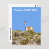 Vicuna Atacama woestijn, Chili Briefkaart - vertic (Voorkant / Achterkant)