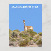 Vicuna Atacama woestijn, Chili Briefkaart - vertic (Voorkant)