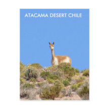 Vicuna Atacama woestijn, Chili Briefkaart - vertic