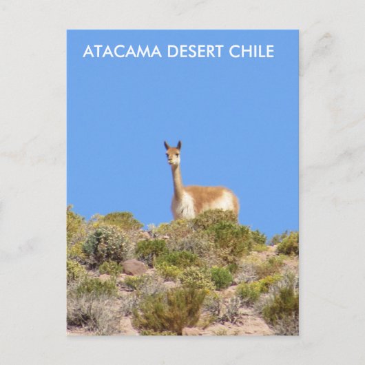 Vicuna Atacama woestijn, Chili Briefkaart - vertic (Voorkant)