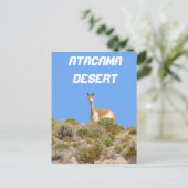 Vicuna Atacama woestijn, Chili Briefkaart - vertic (Staand voorkant)