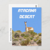 Vicuna Atacama woestijn, Chili Briefkaart - vertic (Voorkant / Achterkant)