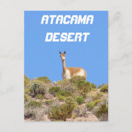 Vicuna Atacama woestijn, Chili Briefkaart - vertic