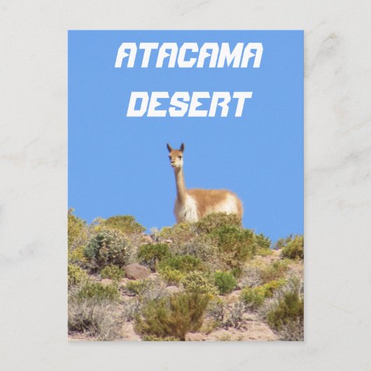 Vicuna Atacama woestijn, Chili Briefkaart - vertic (Voorkant)